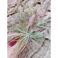 在飛比找蝦皮購物優惠-空鳳 日本第一X多國花 Tillandsia  neglec