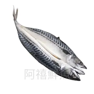 板橋阿禧鮮魚行｜挪威｜鯖魚｜600+｜蝴蝶片｜未醃製｜無鹽