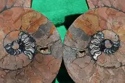 PAIR AMMONITE Great Crystal CavIties XXXLARGE 8.6" Dinosaur FOSSIL 220mm a3020x