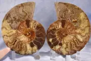 Large Ammonite Pair Deep Crystal Cavity 110myo Fossil 186mm XXL 7.3" 4300aa