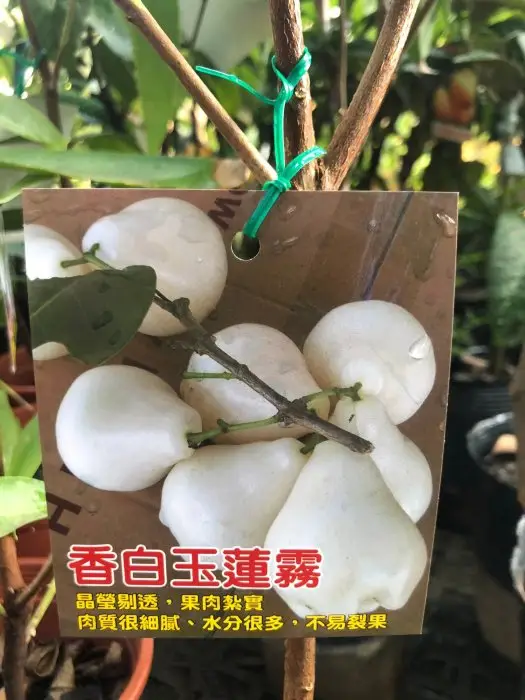 白玉蓮霧苗的價格推薦- 2026年06月|飛比價格