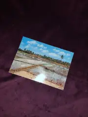 RICE FIELDS ready for planting by Kruger, vintage color photo postcard, w sleeve