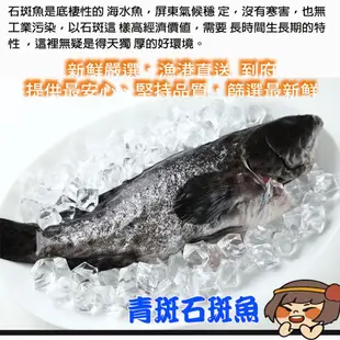 【華得水產】特大青斑石斑魚1尾(500-600g/尾)