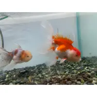 在飛比找蝦皮購物優惠-飼料 金魚 獅頭 泰國獅頭 泰獅 五花泰獅 紅白泰獅 紅泰獅