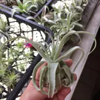 在飛比找蝦皮購物優惠-空氣鳳梨 電捲燙 Tillandsia Streptophy