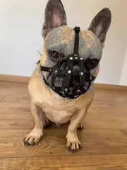 Dog Muzzle For French Bulldog Frenchies A Other Similar Snouts Short Snout (fb1, Black)