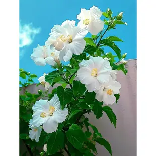 💯正品【日本扶桑花種子】朱槿花種子 扶桑花苗木槿花樹苗 重辦扶桑花 金塔扶桑花 粉色繡球朱槿 四季常青 開花不斷多色可選