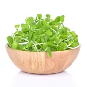 Sunflower Grey seeds (Sprout)