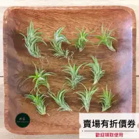 在飛比找蝦皮購物優惠-植藝-日本第一 ✧小巧硬挺✧ Tillandsias neg