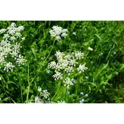 ANISE / Aniseed / licorice herb seeds