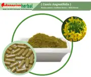 Capsule Of Pure Senna Leaves Arabian Senna Cassia Angustifolia Natural Herbal
