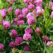1 lb. Medium Red Clover Cover Crop Deer Food Plot Pastures