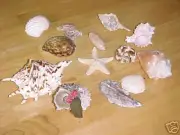 Shells STARFISH (REAL) Christmas Tree Ornaments DOZN