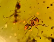 A101 BU1382 2 Female Gerontoformica Ants w/stingers Burmese Amber Myanmar 99mya