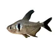 Black Phantom Tetra Fish 3cm