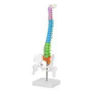 New Colored Life Size Flexible Anatomical Human Skeleton Spine Model 45cm