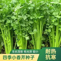 在飛比找Yahoo!奇摩拍賣優惠-現貨 快速發貨 特價四季小香芹種子大全芹菜苗種籽大全芹菜種子