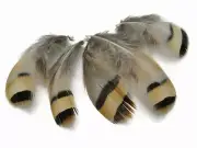 1/4 Lb - Natural Chukar Partridge Hen Plumage Wholesale Feather Bulk Costume