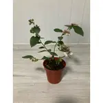 綠園-暖地小藍莓-3.5寸盆