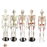 在飛比找蝦皮購物優惠-【關註減100】85cm醫學人體骨骼模型全身骷髏骨架瑜伽練習
