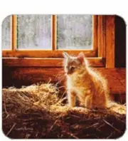 Cork Back Coaster-Cat Design-KITTEN IN HAY-Create Your Own Set!