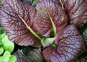Mustard RED Giant 200 Seeds Japanese Heirloom Nutritious Vitamins Baby Leaves