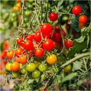 Tomato - Garden Delight seeds