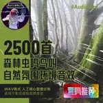 流量密碼 自然雷聲雨聲森林蟲鳴鳥叫河流海浪風氛圍環境白噪音助眠無損音效