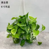 在飛比找蝦皮購物優惠-6寸吊盆 黃金葛 綠蘿 黃金藤 植栽 盆栽 園藝 網紅 植物