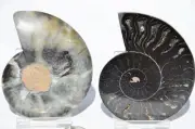 Large Black Ammonite PAIR Deep Crystals 110myo FOSSIL 84mm 3.3" 9431cc