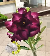 在飛比找樂天市場購物網優惠-[紫色系重瓣沙漠玫瑰花盆栽] 5吋盆複瓣沙漠玫瑰盆栽 ~有花