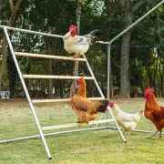 Chicken Roosting Perch, Perfect for Backyard Poultry, Chicken Perch for Coop, Ea