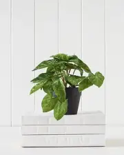 FAUX TARO PLANT - 16cm x 17cm x 17cm