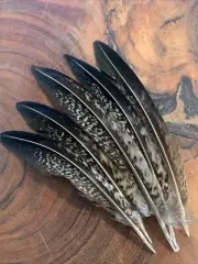 5pcs Set Natural Lady Amherst Pheasant Feathers 13-16cm DIY Art Craft Smudge Fan