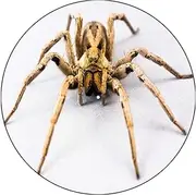 Slipmat Slip Mat Scratch Pad Felt for Any 12" LP DJ Vinyl Turntable Record Player Custom Graphical - Spider 5