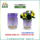 【綠藝家】iPlant易開罐花卉-三色堇2入/組(2入優惠價-單罐85元)