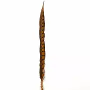 20" to 30" Lady Amherst Pheasant Side Tail Feather - Orange