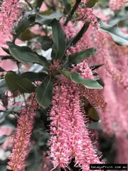 Buy Macadamia Pinkalicious Nut Tree Macadamia integrifolia