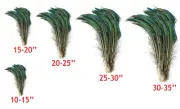 PEACOCK SWORDS Natural Feathers 10-35" Various Sizes in Length Halloween/Bridal