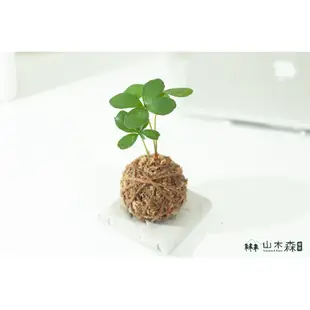 室內植物 幸運木 鐵樹 苔球 觀葉植物 療癒植栽 耐陰植物 居家擺設 送禮小物