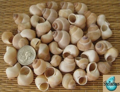1/3 CUP- BABY INDIAN LAND SNAIL SEA SHELLS 1" & UNDER - CRAFT/SMALL HERMIT CRABS