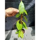 Hoya Ranauensis sp. Borneo Free Phytosanitary Certificate