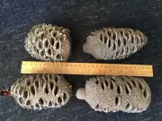 Australian Banksia Seed Pods Woodturning. Home decor