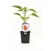 95mm Capsicum Red - Capsicum annuum