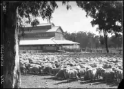 NSW Sheep outside sheds shearing time Quirindi New South Wales - Old Photo