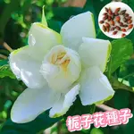 💥💥【濃香型 梔子花盆栽 種子】多品種清香型重瓣 驅蚊蟲梔子花種子 四季可種 發芽率高 新手易種 室內外種植 盆栽梔子花