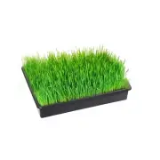 Seedling Tray (Plant Tray), 38 x 26 x 7 cm / 14.96 x 10.24 x 2.76 in