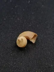 Very rare, Separatista separatista sea shell top shell #12848