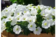 PETUNIA 'Snowball White' / Nana Compacta seeds