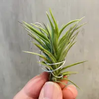 在飛比找蝦皮購物優惠-「有植氛圍」空氣鳳梨-迷你紫羅蘭 Tillandsia ae